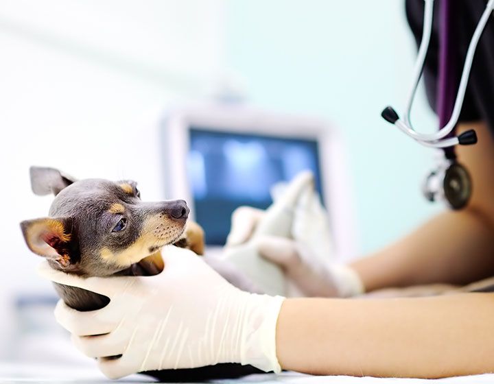 Laser Therapy For Dogs: How It Works, Treatment Options