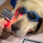 Laser Therapy in Dogs