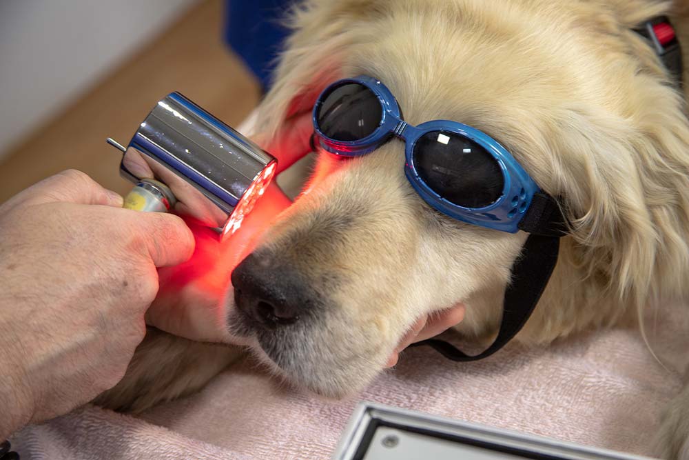 Laser Therapy in Dogs